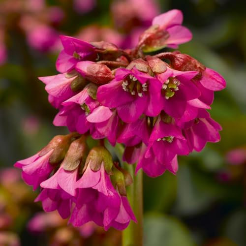 Bergenia 'Shoeshine Rose'. Plug Plant x 5. Rose Pink Perennial Flowers. Elephant's Ear. Available from Bedwen Plants