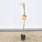 Albero di Pesco Nettarina (1 Anno)