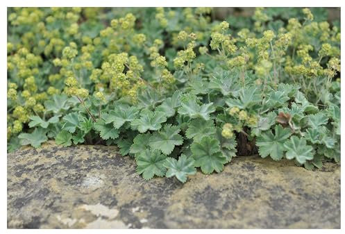 10 x Alchemilla erythropoda (Winterhart/Stauden/Staude/Mehrjährig/Bodendecker) Kleiner Frauenmantel - Sehr Insekten und Bienenfreundlich - absolut Pflegeleicht - von Stauden Gänge