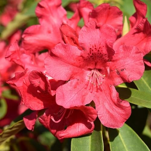 Rhododendron 'Elisabeth' 25-30 cm pot | Rhododendron nain, floraison rouge vif, parfait pour rocailles & bacs