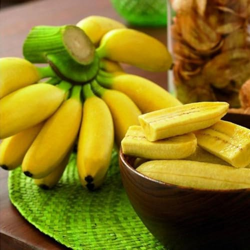 50 Stück Zwerg-Bananenbaum-Samen, Mini-Bonsai-Frucht, Hausgarten, Büro, Pflanzendekoration, Kakteen- und Sukkulentensamen, Getreidesamen, Farnsamen, Blumensamen, Obstsamen, Grassamen Bananensamen