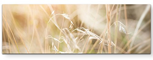 Paul Sinus Art Leinwandbilder | Bilder Leinwand 120x40cm Gras im Feld