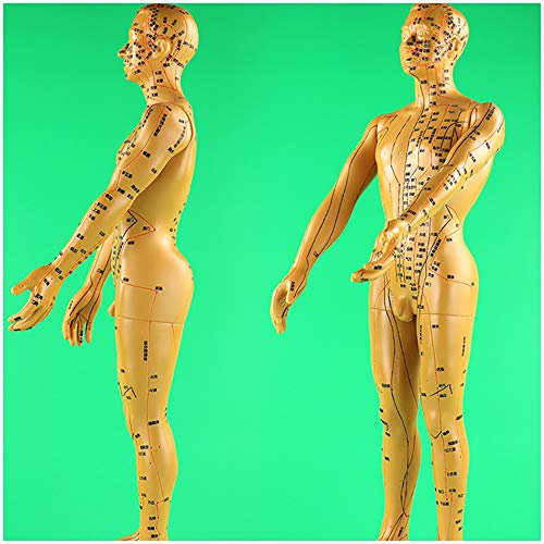 FHUILI 60 cm Männlich Akupunktur Modell - Chinesische Medizin Menschlichen Akupunkturpunkt Modell - Human Akupunktur Modell - Akupunktur Meridian-Modell - für chinesische Massage,A