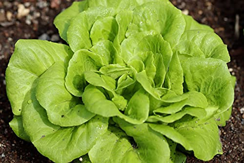 Lote de 500 Semillas de Lechuga Winter Wonder - Variedad resistente, voluminosa y fragante - Resistente al frío - Fácil de cultivar - 100% natural - Garantía de germinación - 100% reproducible