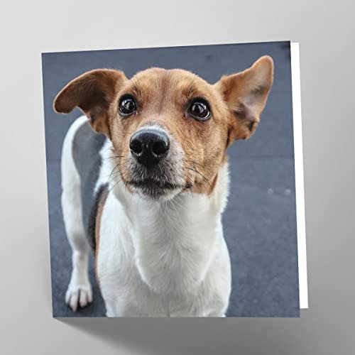 Maturi Blanko-Grußkarte mit Jack Russell Hundebild
