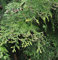 Riesenlebensbaum Excelsa 60-80cm - Thuja plicata - Gartenpflanze