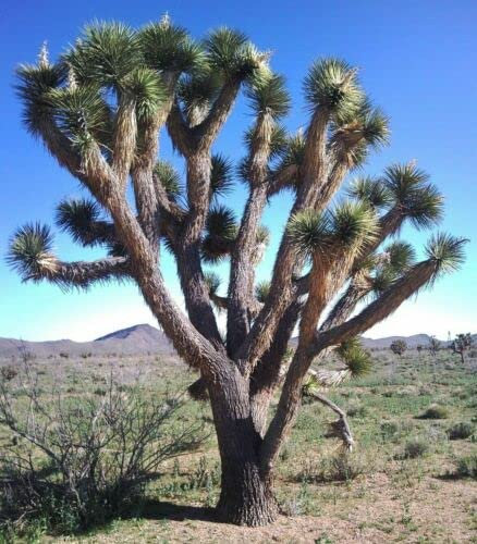 Yucca Brevifolia - Yucca Palm - Joshua tree seeds - 5 Seeds
