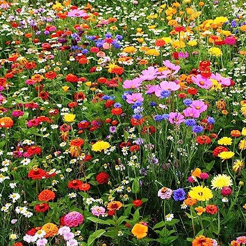 500 Unids Color Mezclado Flores Silvestres Semillas de Hierba Silvestre Hogar Jardín Césped Planta Ornamental Flor Fruta Árbol Semillas Vegetales Semillas de hierba silvestre mixta