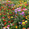 500 Unids Color Mezclado Flores Silvestres Semillas de Hierba Silvestre Hogar Jardín Césped Planta Ornamental Flor Fruta Árbol Semillas Vegetales Semillas de hierba silvestre mixta
