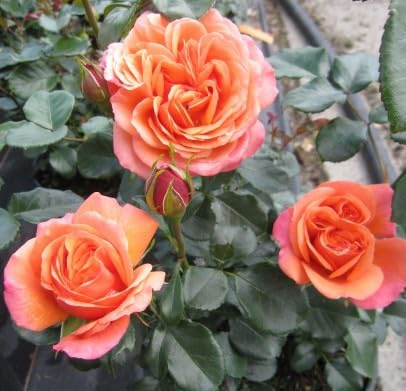 Märchenrose/Beetrose Coral Lions Rose ® - Rosa Coral Lions-Rose ® - Kordes Rose - ADR Rose