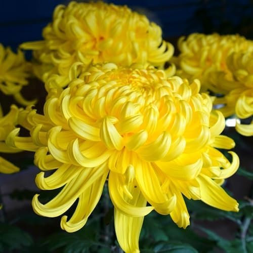 100pcs Fresh Yellow Chrysanthemum Flower Seeds