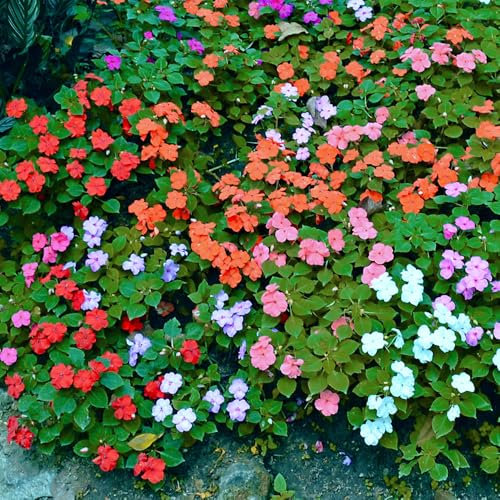 Impatiens Walleriana Holstii Mixed Seeds – Easy to Grow – Fast Blooming Annuals – Must Have for Beddings & Borders – for Your Beautiful Garden