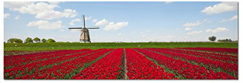 Paul Sinus Art Panoramabild auf Leinwand und Keilrahmen 150x50cm Tulpenfeld Windmühle Himmel Frühling