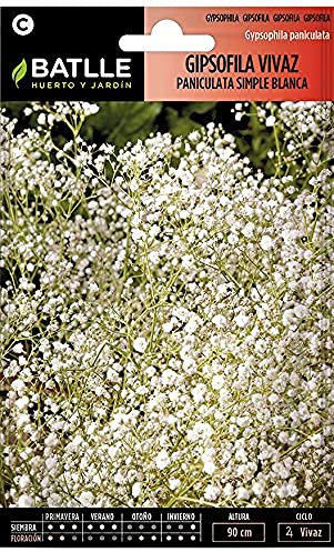 Semillas Batlle Gipsofila vivaz PANICULATA fl.Simple