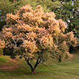 Cotinus coggygria Semi 40pcs, piante ornamentali di fumo Bush Arbusto Semi, Paesaggio disegno semi Smoke Tree B63