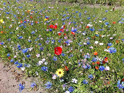 SaatPur Blumenmischung Wiesenblumen und Kräuter (ohne Gras)