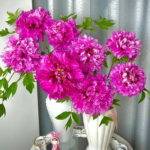 10 Pcs Pfingstrosen Zwiebeln Winterhart, Geschenke Für Gartenfreunde, Wildflower Summer Pfingstrosen Knollen, Pfingstrose Zwiebel, Blumen Pflanzen, Gartenblumen