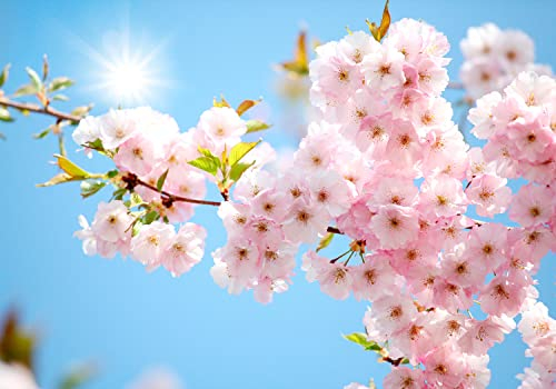 wandmotiv24 Fototapete Sakura, 400 x 280 cm - selbstklebende Strukturtapete, Wanddeko, Wandbild, Wandtapete, Blume, rosa, Natur M0055