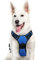 Eagloo Hundegeschirr Grosse Hunde, Anti Zug Hundegeschirr mit Reflexstreifen und Kontrolle, Verstellbar und Einstellbar Geschirr Hund Groß, Brustgeschirr für Labrador, Blau, XL