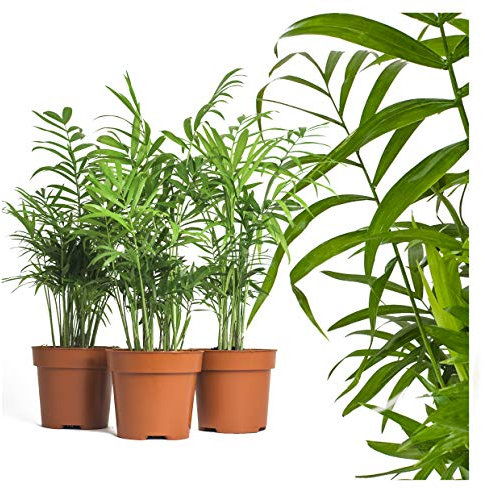 echte Bergpalme mit Übertopf - ca. 50cm hoch - Chamaedorea elegans - luftreinigende Arecaceae Palme - echte Zimmerpflanze mit topf - Mexikanische Bergpalme - frisches Naturprodukt (3, Bergpalmen)