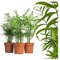 echte Bergpalme mit Übertopf - ca. 50cm hoch - Chamaedorea elegans - luftreinigende Arecaceae Palme - echte Zimmerpflanze mit topf - Mexikanische Bergpalme - frisches Naturprodukt (3, Bergpalmen)