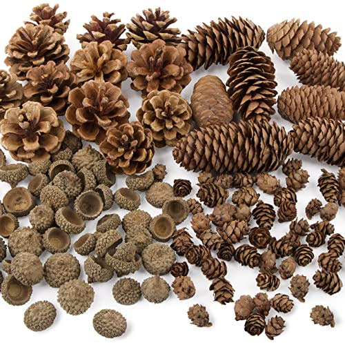 UFLF 120pcs Natürliche Tannenzapfen Mini Eicheln Hütchen Herbst Streudeko zum Basteln für Halloween Thanksgiving Weihnachten Weihnachtsbaum Weihnachtskranz DIY Handwerk