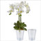 Santino 2er-Set Orchideentopf transparent mit selbstbewässerndem Dochtsystem - D 15 cm - Transparent - 2 L