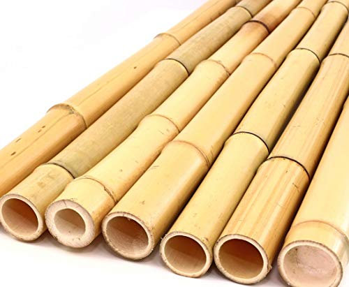 Moso 1 tige de bambou jaune, blanchie, diamètre : 2,8 - 3,5 cm, longueur : 200 cm, tuteur pour faire grimper la plante dans le jardin.