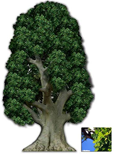 BundleZ-4-FanZ Fan Packs von Starstills Eiche Baum Lebensgrosse Pappaufsteller mit 25cm x 20cm Foto