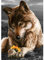 AIRDEA 5D Wolf Diamond Painting Bilder Anfänger,DIY Runder Vollbohrer Wolf Diamant Painting Set für Erwachsene Kinder,malen nach Zahlen Tier Diamant Painting Blume Bilder für Heim Dekor 30x40cm