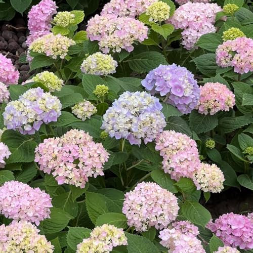 20 pz semi di ortensia resistenti, Piantare fiori, regali da giardino per le donne (Ortensia macrophylla) Semi di prati fioriti, piante da giardino roccioso resistenti Semi di fiori
