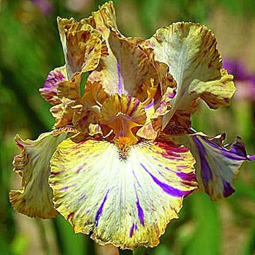 Iriszwiebeln, Blumenzwiebeln Garten, Balkon,Stauden,GartenblumenEleganz, Winterhart,Bartiris,Winterhart Mehrjährig,Iris,Schwertlilien-15zwiebeln-D