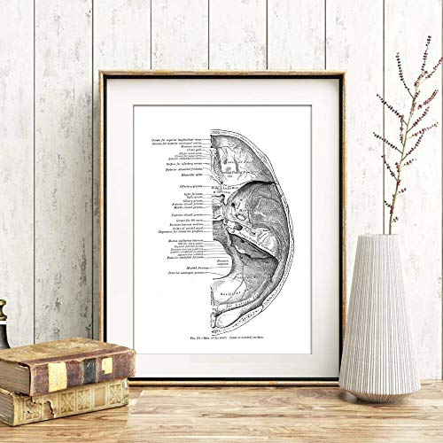 Din A4 Kunstdruck ohne Rahmen - Anatomie Schädel Schädeldecke Gehirn Skelett Medizin Retro Vintage Druck Poster Bild