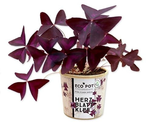 Oxalis Triangularis Natural Trébol de la Suete con Hojas de color Morado