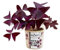 Oxalis Triangularis Natural Trébol de la Suete con Hojas de color Morado