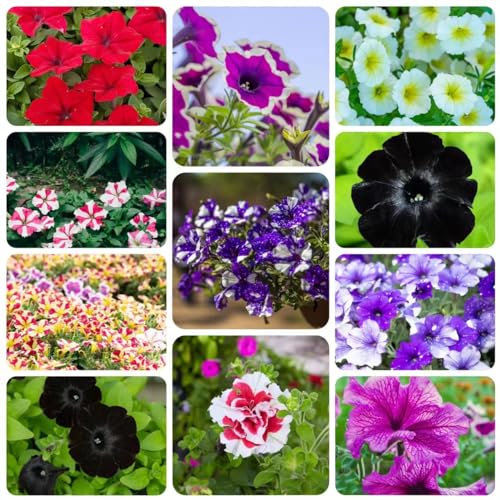 800 piezas de semillas de petunia - flores de jardín, semillas de plantas de interior, semillas de flores para balcón, plantas en maceta resistentes, semillas,