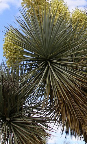 Seedeo Blaue Palmlilie (Yucca Rigida) 20 Samen