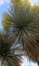 Seedeo Blaue Palmlilie (Yucca Rigida) 20 Samen