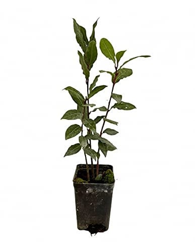 Pianta Alloro - Dimensione Vaso Vaso 7cm