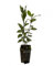 Pianta Alloro - Dimensione Vaso Vaso 7cm