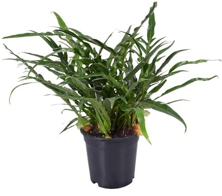 Aglaomorpha Coronans - 35-45cm - Ø17cm - Plante d'intérieur - Vert persistant