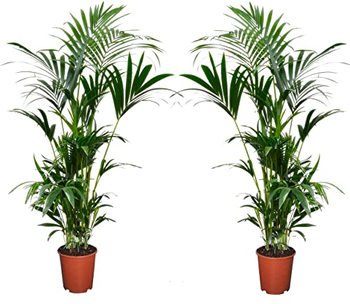 Plant in a Box - Howea forsteriana - 2er Set - Kentia Farn-Palme - Zimmerpflanze - Grüne pflanze - Immergrün - Topf 18cm - Höhe 90-100cm