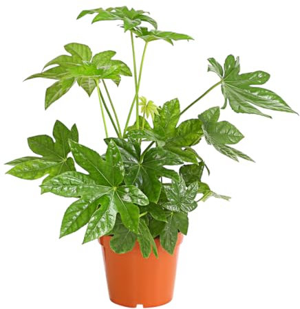 Dehner Zimmeraralie, Fatsia japonica, Zimmerpflanze mit ledrigen, mehrlappigen Blättern, 50-60 cm inkl. Pflanztopf, Ø Topf 17 cm