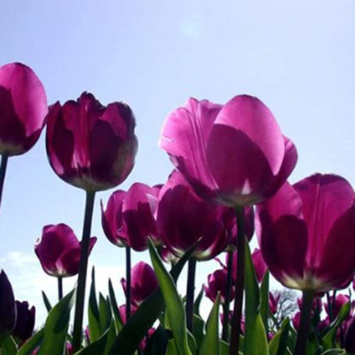 CHTING 5 Stück auffällige lila Tulpenzwiebeln, kältebeständig, haben einen leichten Duft mit bestem visuellen Effekt, fügen Sie Farbe Vitalität hinzu und verschönern Sie Ihr Haus und Garten.