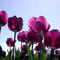 CHTING 5 Stück auffällige lila Tulpenzwiebeln, kältebeständig, haben einen leichten Duft mit bestem visuellen Effekt, fügen Sie Farbe Vitalität hinzu und verschönern Sie Ihr Haus und Garten.