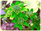 Clematis Bulbs/Autumn Park Decorazione Purificante Aria San Valentino Present-16 Bulbs,B