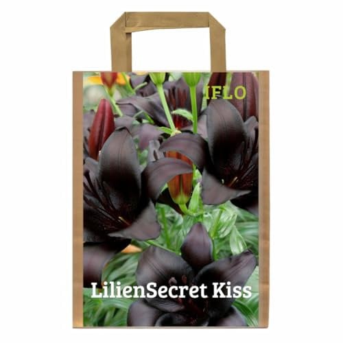 Lilien Zwiebeln Mix, Baumlilien in verschiedenen Sorten und Farben, Winterharte Blumenzwiebeln in Geschenkverpackung (5 x Lilien Secret Kiss)