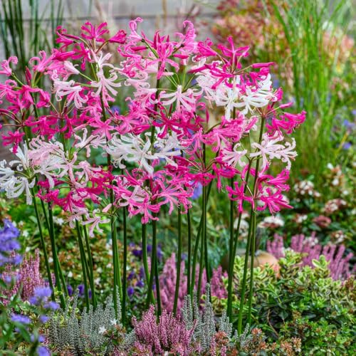 Nerine Zwiebeln Kollektion - 10 Knollen in Großformat 12/14