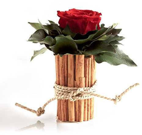 ROSEMARIE SCHULZ Heidelberg 1 Ewige Rose rot Vase Zimtstangen Blumengesteck konserviert (Rot)