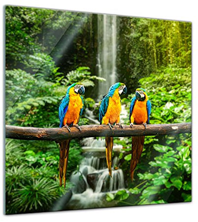 Bilderdepot24 Glasbild - Blau-Gelber Macaw Papagei - 50x50 cm - Deko Glas - Wandbild aus Glas - Bild auf Glas - moderne Bilderdepot24 Glasbilder - Glasfoto - Echtglas